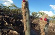 Anteprima di Micranthocereus purpureus