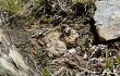 Vista previa de Gymnocalycium andreae