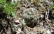 Anteprima di Gymnocalycium andreae