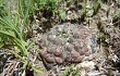 Anteprima di Gymnocalycium andreae