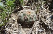 Anteprima di Gymnocalycium andreae