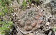 Anteprima di Gymnocalycium andreae