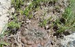 Anteprima di Gymnocalycium andreae