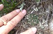 Anteprima di Gymnocalycium andreae