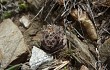 Vista previa de Gymnocalycium andreae