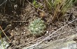 Vista previa de Gymnocalycium andreae