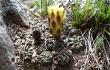 Anteprima di Gymnocalycium andreae