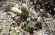 Vista previa de Gymnocalycium borthii