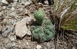 Anteprima di Gymnocalycium borthii