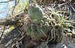 Vista previa de Gymnocalycium borthii