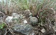 Vista previa de Gymnocalycium bruchii