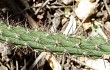 Anteprima di Echinopsis santacruzensis