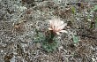 Preview photo Gymnocalycium calochlorum