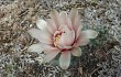 Preview photo Gymnocalycium calochlorum