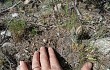 Anteprima di Gymnocalycium calochlorum