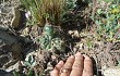 Preview photo Gymnocalycium fischeri