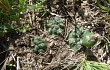 Preview photo Gymnocalycium fischeri