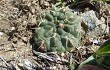 Preview photo Gymnocalycium fischeri