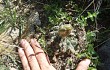 Vista previa de Gymnocalycium fischeri