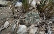 Vista previa de Gymnocalycium fischeri