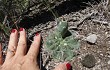 Vista previa de Gymnocalycium fischeri