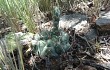 Preview photo Gymnocalycium fischeri