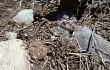 Preview photo Gymnocalycium fischeri