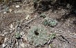 Preview photo Gymnocalycium fischeri