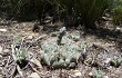 Anteprima di Gymnocalycium fischeri