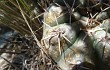 Preview photo Gymnocalycium fischeri