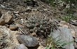 Vista previa de Gymnocalycium fischeri