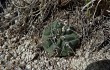 Preview photo Gymnocalycium fischeri