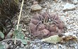 Preview photo Gymnocalycium fischeri