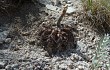 Preview photo Gymnocalycium fischeri