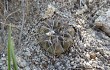 Preview photo Gymnocalycium fischeri