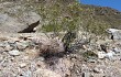 Vista previa de Gymnocalycium hossei