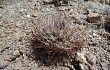 Vista previa de Gymnocalycium hossei