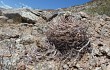 Anteprima di Gymnocalycium hossei