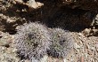 Vista previa de Gymnocalycium hossei