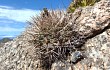 Vista previa de Gymnocalycium hossei