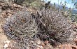 Vista previa de Gymnocalycium hossei