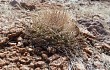 Vista previa de Gymnocalycium hossei