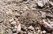 Vista previa de Gymnocalycium hossei