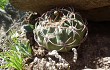 Preview photo Gymnocalycium oenanthemum