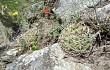 Anteprima di Gymnocalycium oenanthemum