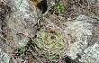 Preview photo Gymnocalycium oenanthemum