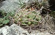 Preview photo Gymnocalycium oenanthemum