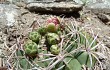 Anteprima di Gymnocalycium oenanthemum