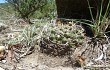 Preview photo Gymnocalycium oenanthemum