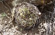 Anteprima di Gymnocalycium oenanthemum